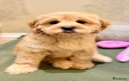 Australian Labradoodle dogs for sale: WALA Reg Apricot Australian Labradoodle Ready Now! - Image 1