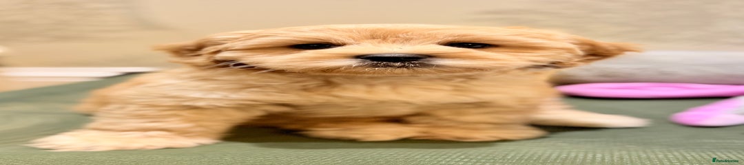 Australian Labradoodle Puppy 1