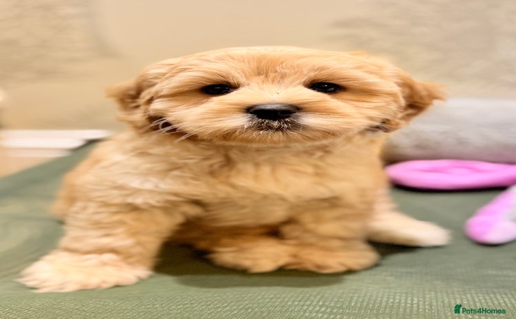 Australian Labradoodle dogs - Advert 3