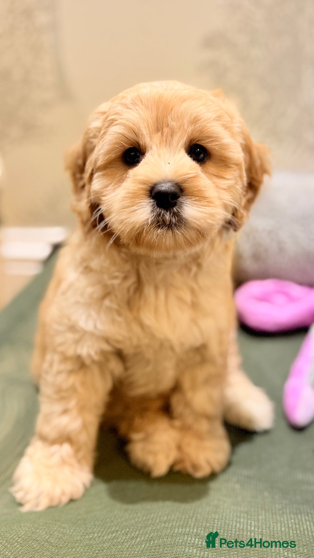 Australian Labradoodle dogs for sale: WALA Reg Apricot Australian Labradoodle Ready Now! - Image 1