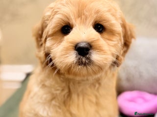 Australian Labradoodle dogs - Advert 34