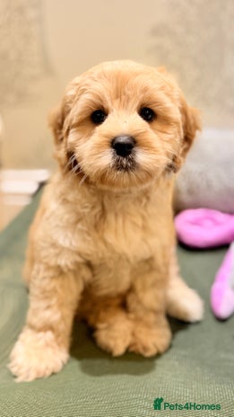 Australian Labradoodle dogs - Advert 1