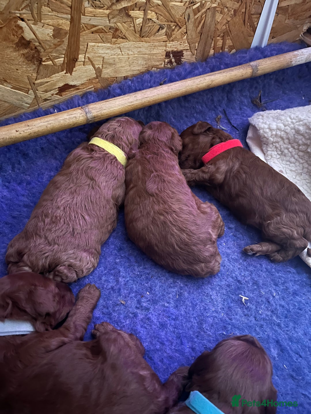 Cockapoo dogs for sale: Gorgeous F1b fox red cockapoo puppies  - Image 7