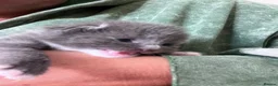 Ragdoll cats for sale: Ragdoll/abyssinian kittens  - Advert 5