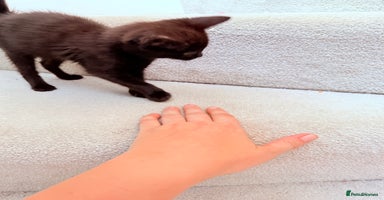 Mixed Breed cats - Advert 1