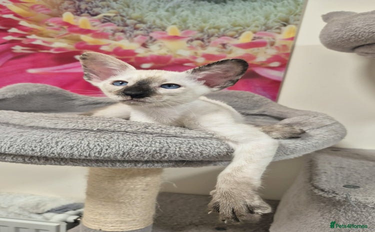 Oriental cats - Advert 2