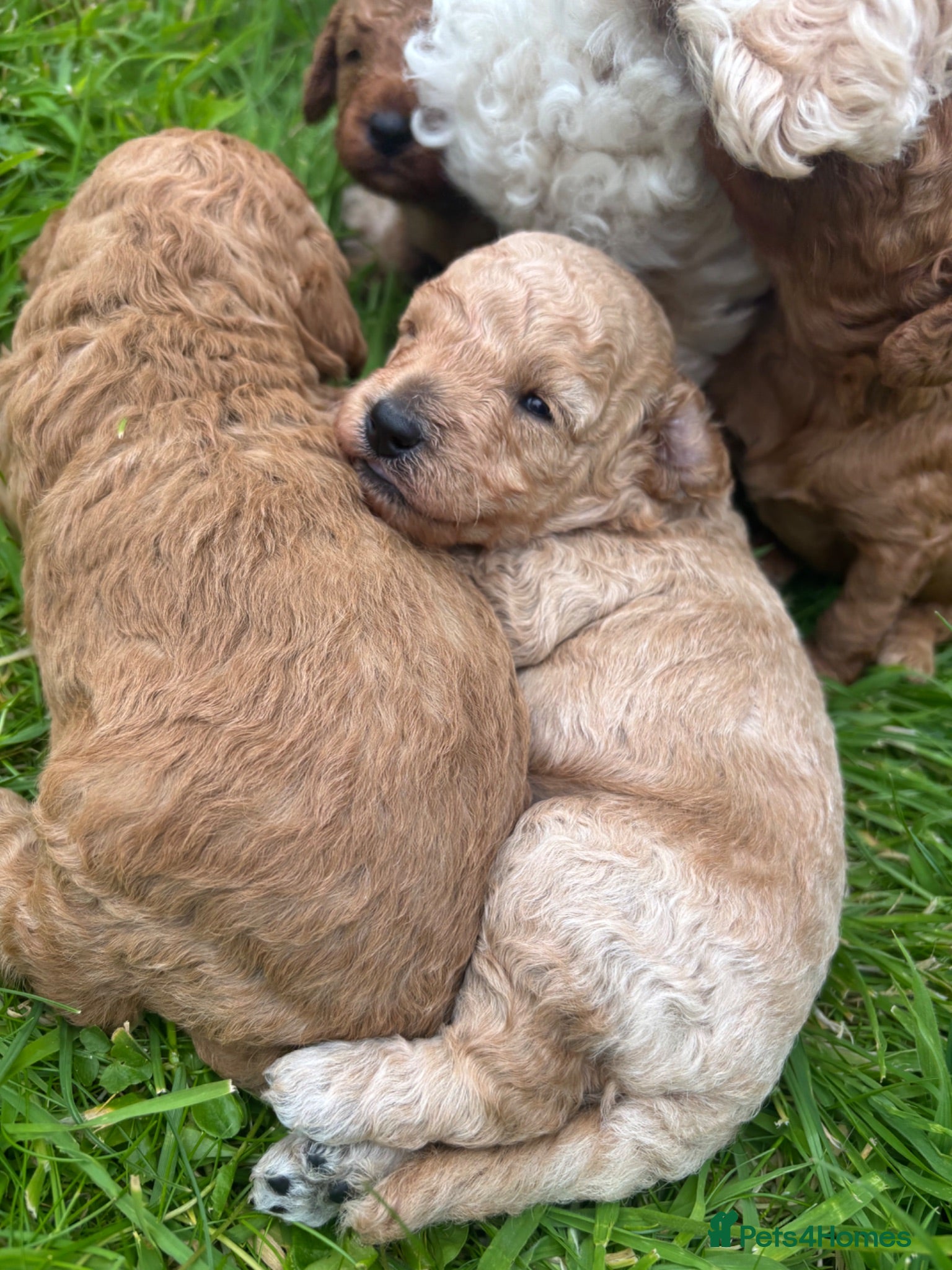 Cavapoochon dogs Cavapoochon Pups  - Advert 1