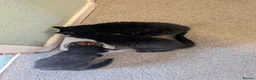 Mixed Breed cats for sale: Pure black kittens - Advert 4