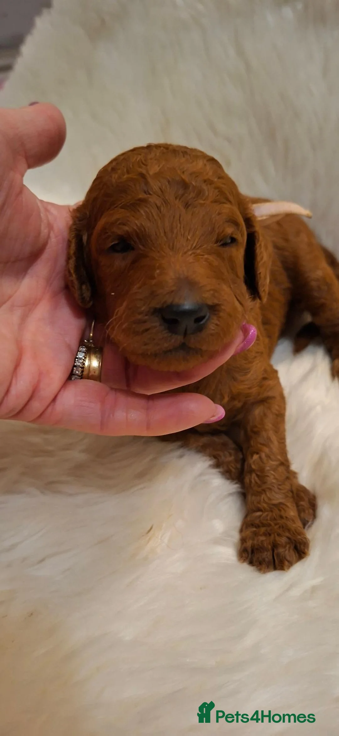 Standard Poodle dogs for sale: Fully Health Tested St Poodle Puppies  - Advert 1