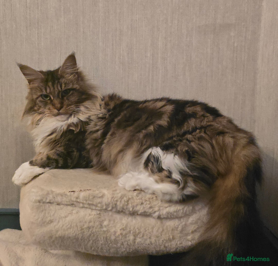 Maine Coon cats for sale: Beautiful Tica registered girls - Advert 23