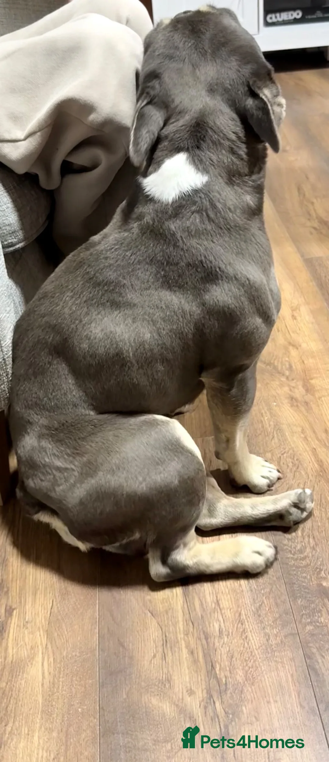 French Bulldog dogs for sale: Male French bulldog  - Advert 2