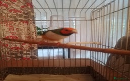 Finches birds for sale: Gouldian finches for sale  - Image 20