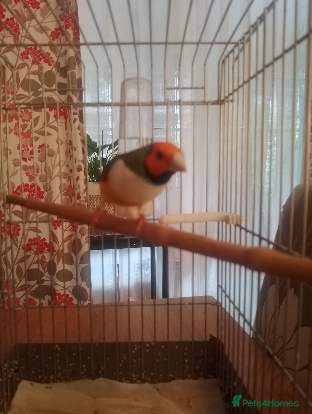 Finches birds for sale: Gouldian finches for sale  - Image 20