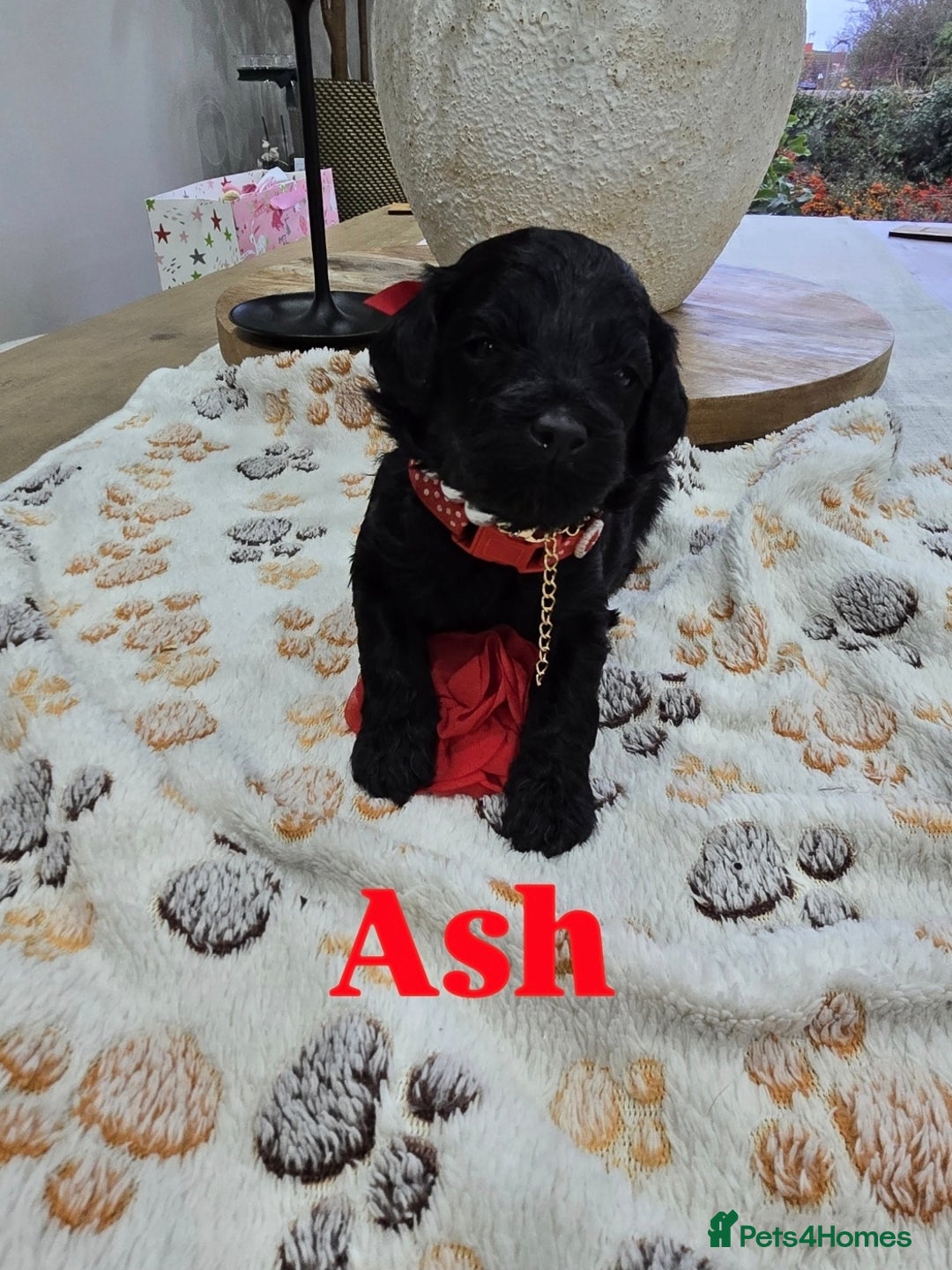 Cavapoo dogs for sale: Beautiful fully health tested cavapoo puppies  - Advert 37