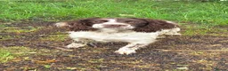 English Springer Spaniel dogs for sale: Springer spaniel pups - Advert 1