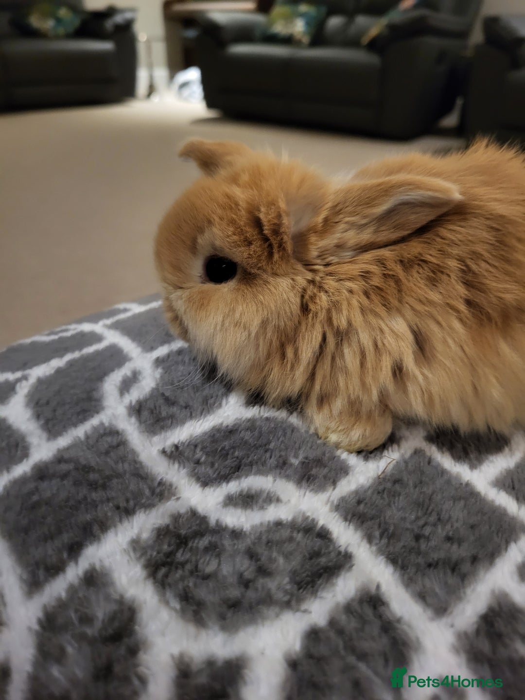 Mini Lop rabbits for sale: Gorgeous Mini Lop Bunnies ready in 2 weeks Reserve - Advert 3