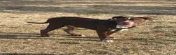 Bullmastiff dogs for sale: Spanish mastiff  - Advert 3