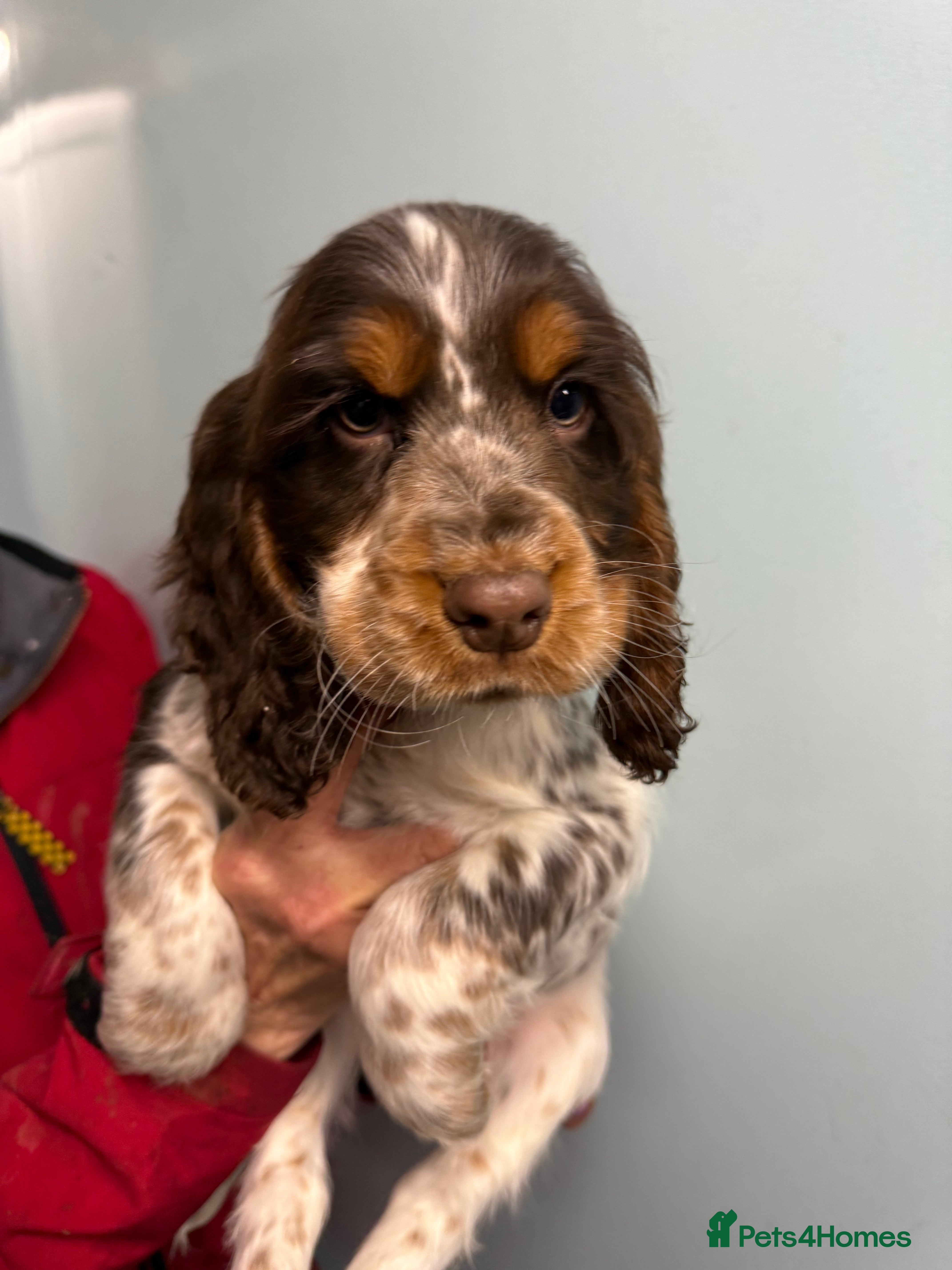 Cocker Spaniel dogs Ready Now Cocker Spaniel Male - Advert 6