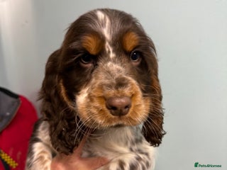 Cocker Spaniel dogs Ready Now Cocker Spaniel Male - Advert 6