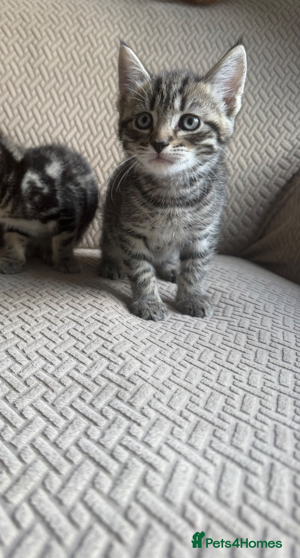 Mixed Breed cats Kittens ready now  - Advert 4