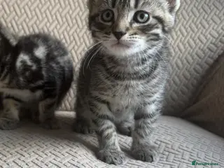 Mixed Breed cats Kittens ready now - Advert 4