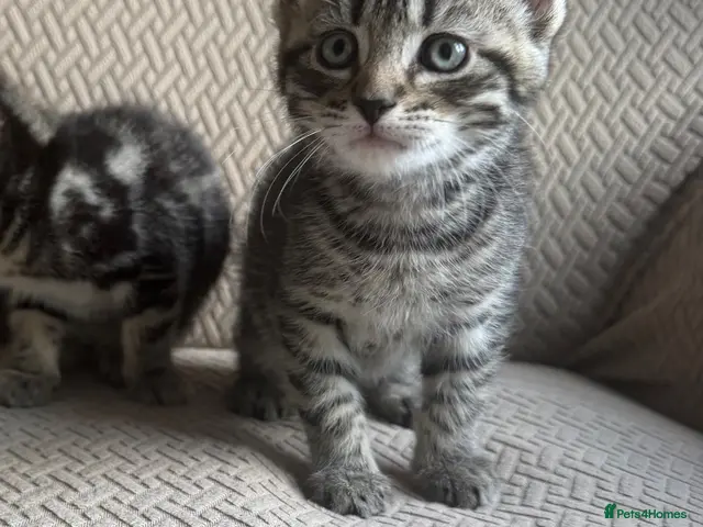 Mixed Breed cats Kittens ready now - Advert 20