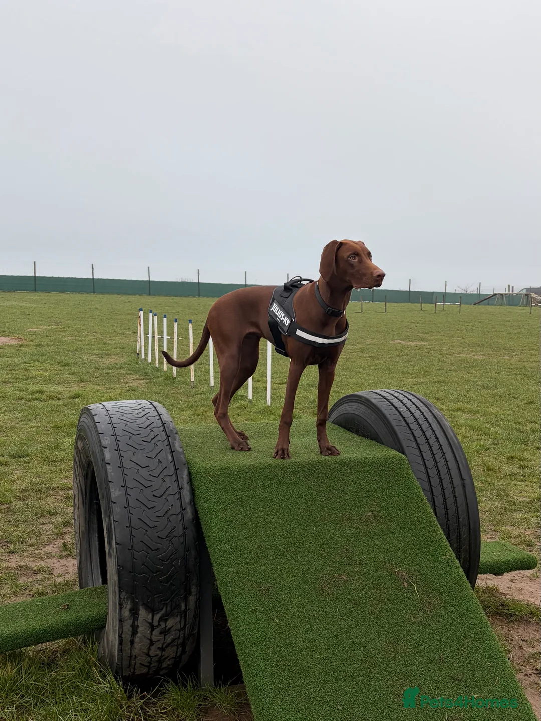 Mixed Breed dogs for sale: 6 month old Vizslaxdobermann - Advert 5