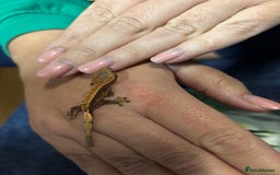 Gecko reptiles for sale: Lily white crested geckos  - Image 6