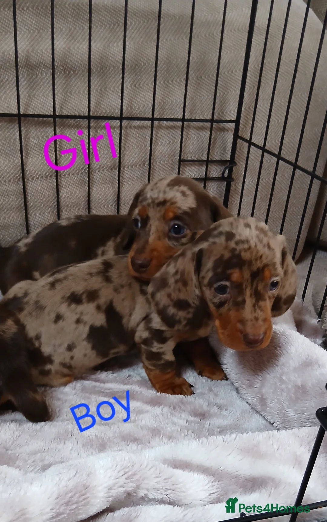 Miniature Dachshund dogs for sale: PRA, STUNNING MINIE'S READY NOW  - Advert 25