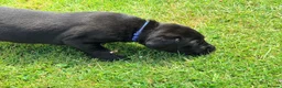 Labrador Retriever dogs for sale: KC Registered, Fully Health Tested  - Advert 18