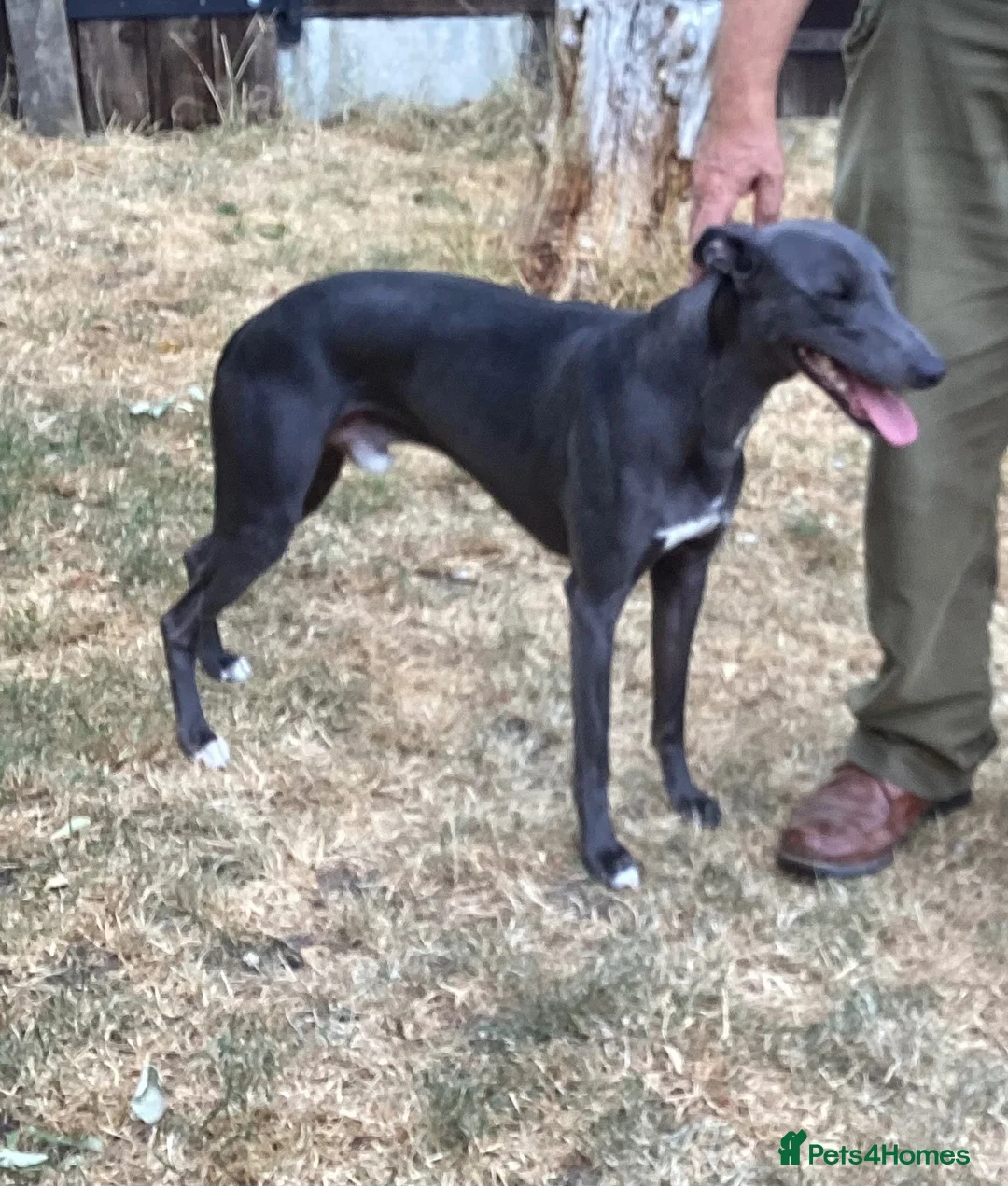 Whippet dogs for stud: Blue KC Whippet at Stud - Advert 5