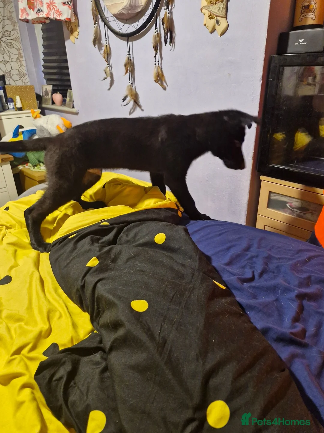 German Shepherd dogs for sale: 3 month German Shepherd puppy boy  in Bedford - Advert 2
