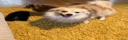 Pomchi dogs for sale: Stunning super friendly laidback little girl  - Advert 7