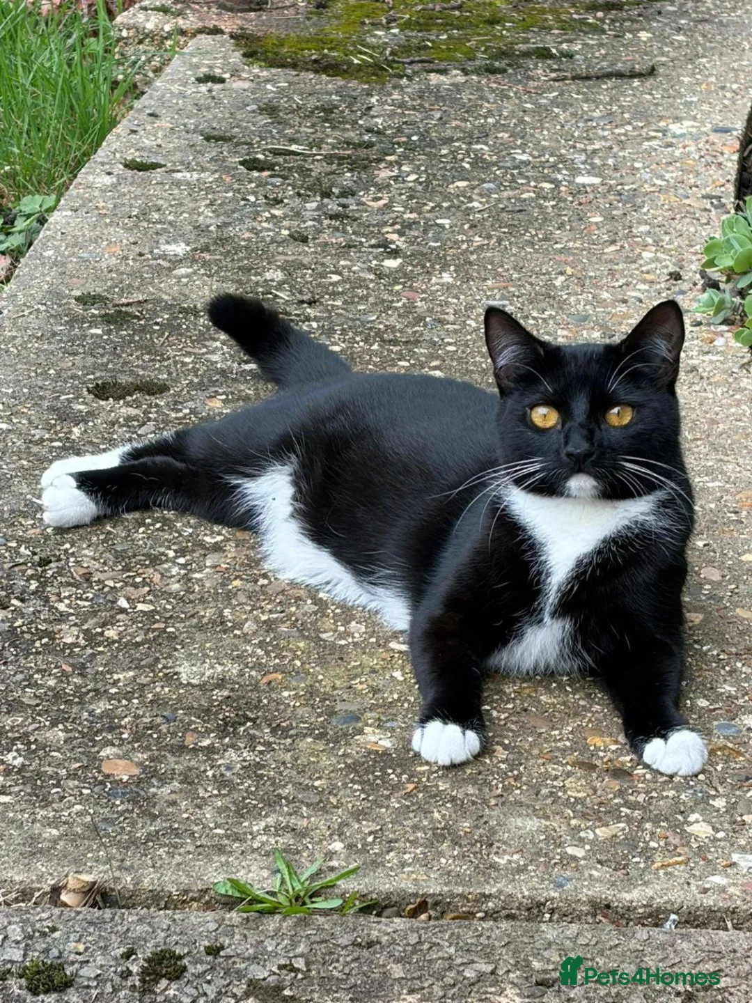 Mixed Breed cats for adoption: Rescue cats for adoption - Advert 2