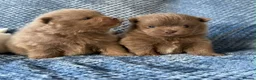 Pomeranian dogs for sale: Lilac parti pom poms  - Advert 3