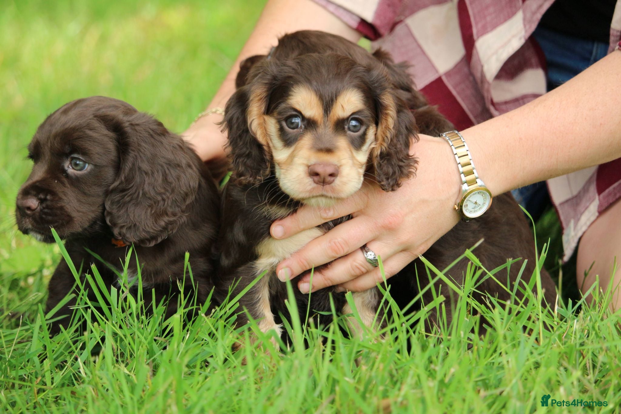 Cocker Spaniel dogs KC Reg Working Cocker Spaniels  - Advert 1