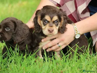 Cocker Spaniel dogs KC Reg Working Cocker Spaniels - Advert 1