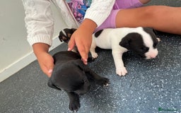 Jack Russell dogs for sale: 2 puppies for sales - Image 16