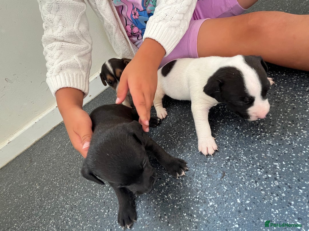 Jack Russell dogs for sale: 2 puppies for sales - Image 16
