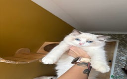Ragdoll cats for sale: European ragdolls ***READY NOW*** - Image 3