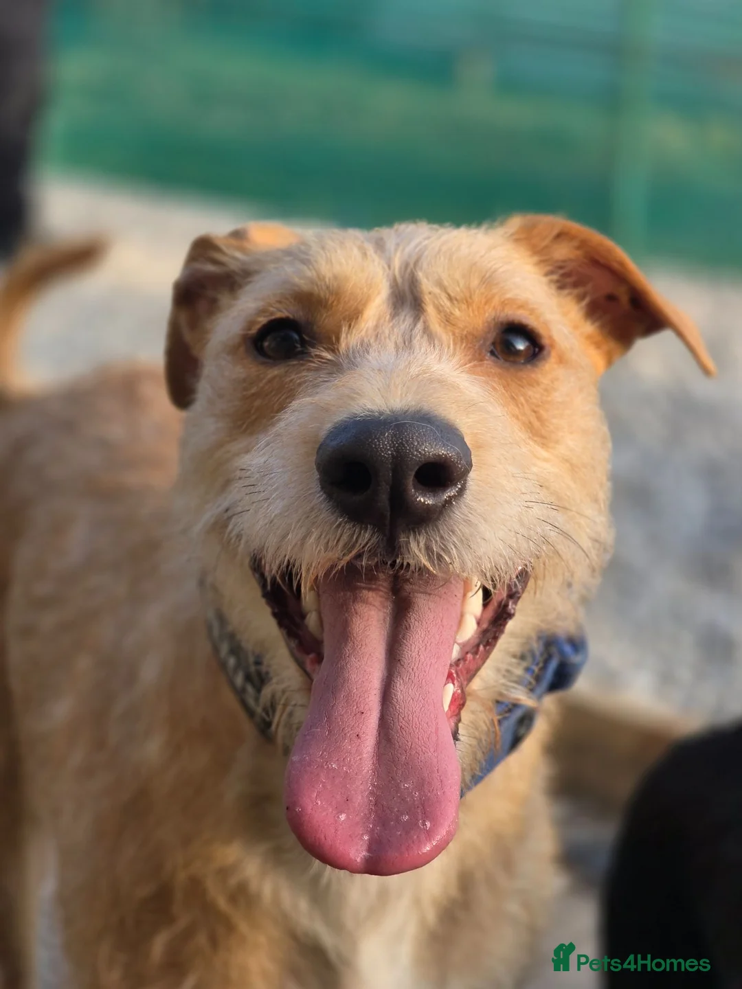 Mixed Breed dogs for sale: Fern 2 years old lurcher  in Dukinfield - Advert 2