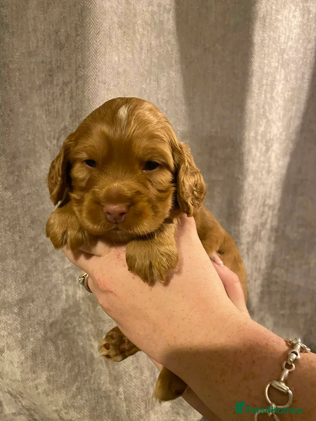 Cocker Spaniel dogs for sale: Well bred Working cocker bitches - Advert 4