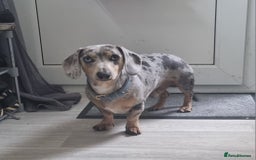 Dachshund dogs for sale: 8 Smooth Haired miniature dachshund pups  - Advert 7