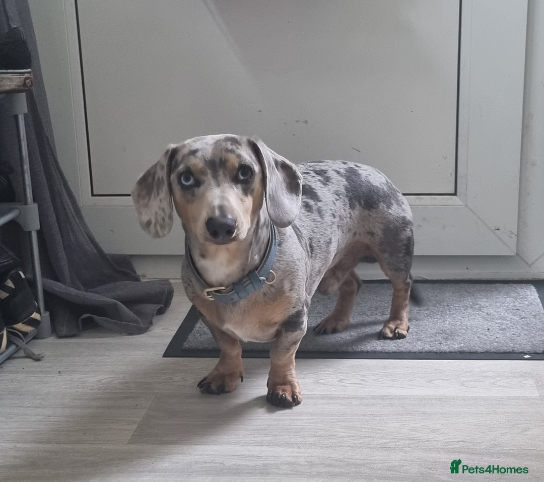 Dachshund dogs for sale: 8 Smooth Haired miniature dachshund pups  - Advert 7