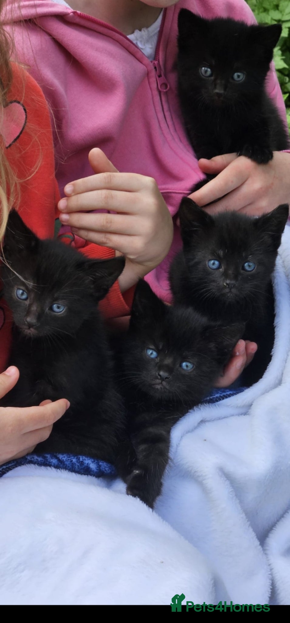 Mixed Breed cats Gorgeous 4 Kittens Looking for Their Forever Homes - Advert 3