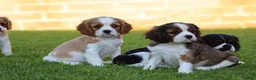 Mixed Breed dogs for sale: Playful Pugalier puppies for sale!  - Advert 29