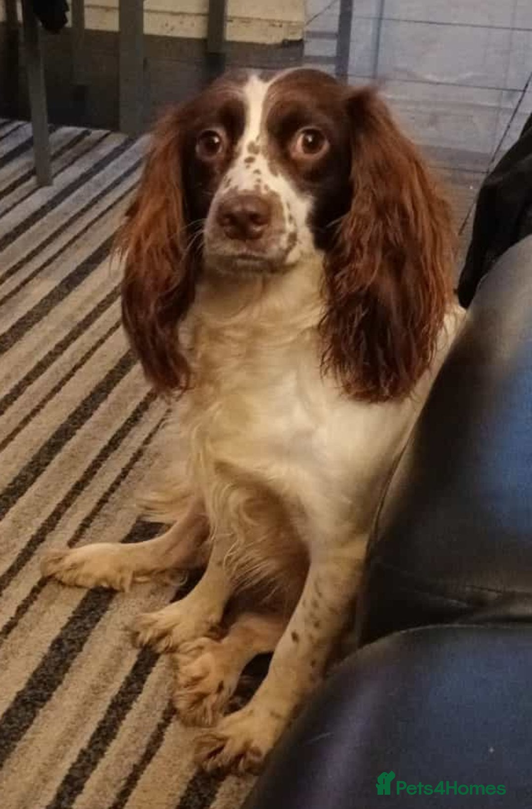 English Springer Spaniel dogs for sale: Beautiful puppies for sale  - Advert 2