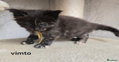 Maine Coon cats - Advert 13