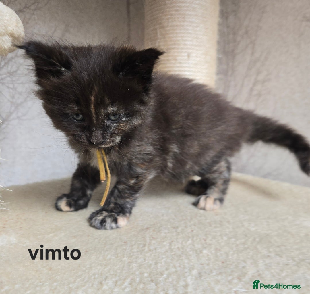 Maine Coon cats for sale: Maine Coon Kittens Tortie/Torbie Russian lines - Image 3