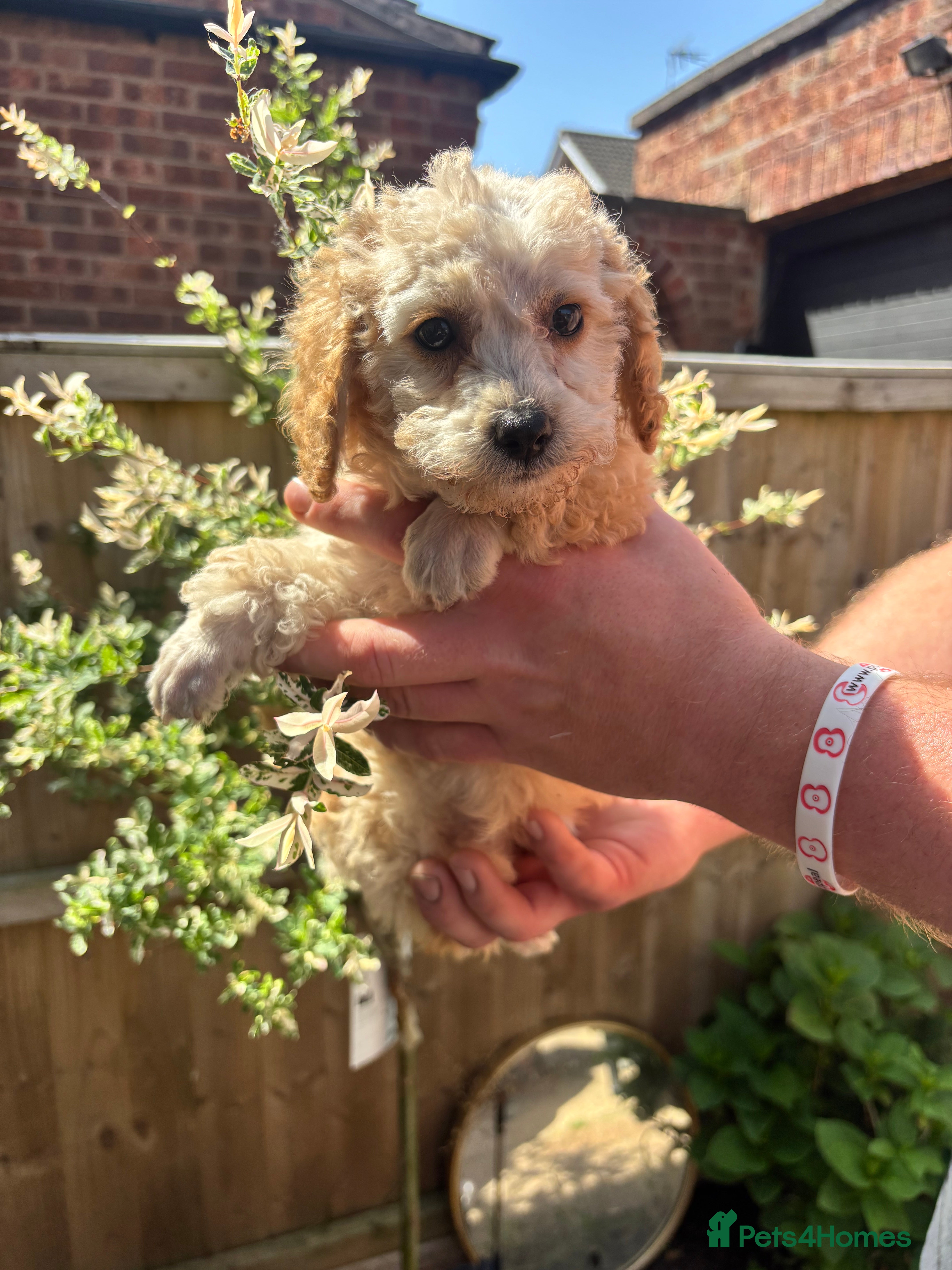 Toy Poodle dogs for sale: Litter of 2 beautiful Apricot girls  - Advert 14